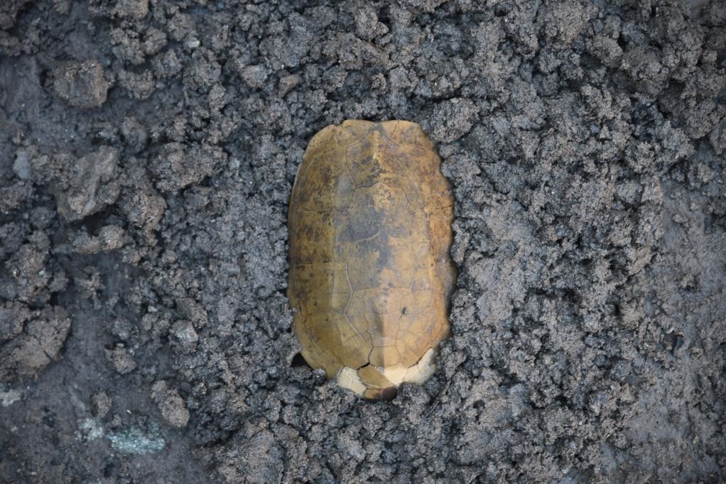 汶溪遺址出土的河姆渡文化早期完整龜甲。寧波市文化遺產(chǎn)管理研究院供圖
