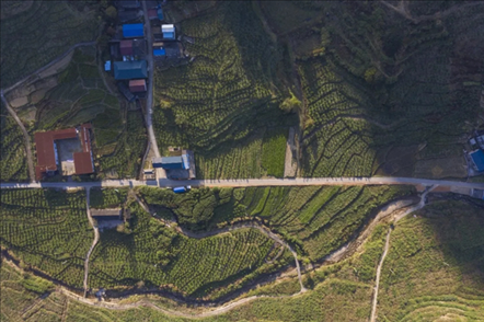 漠源鄉(xiāng)西柚基地。將樂縣農(nóng)業(yè)農(nóng)村局供圖