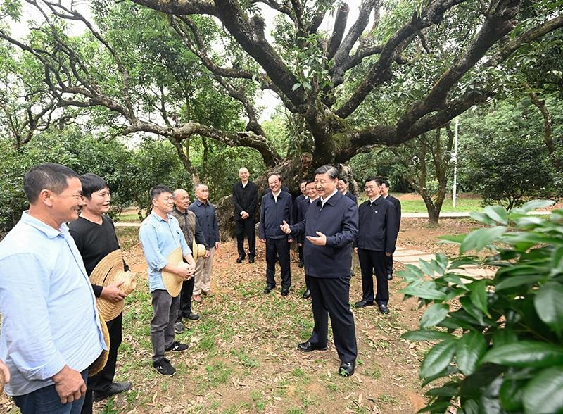 2023年4月11日，習(xí)近平總書記在廣東茂名柏橋村荔枝種植園，同現(xiàn)場(chǎng)技術(shù)人員親切交流。