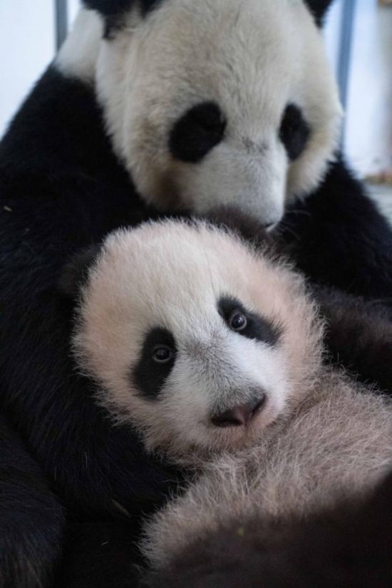  這是2023年12月21日在俄羅斯莫斯科動物園拍攝的大熊貓幼崽“喀秋莎”（前）和大熊貓媽媽“丁丁”在一起的照片。新華社發(fā)（莫斯科動物園供圖）