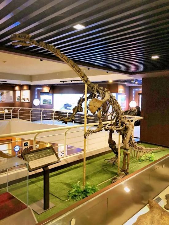 中國古動物館展出的許氏祿豐龍化石。（中國古動物館供圖）
