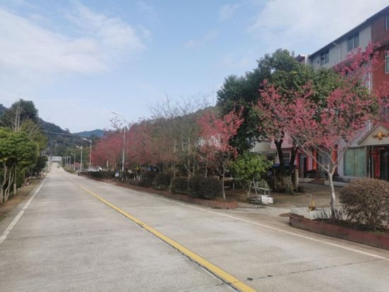 道路兩旁的山櫻花。將樂縣農(nóng)業(yè)農(nóng)村局供圖
