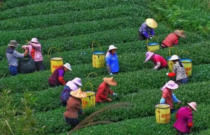△軍營村茶農在茶園采茶。