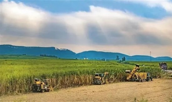 廣西來(lái)賓市興賓區(qū)鳳凰鎮(zhèn)黃安村“雙高”糖料蔗基地里，收割機(jī)手正在機(jī)械化砍收糖蔗。
