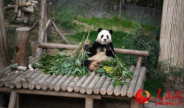 “福寶”享用新鮮的竹子。人民網(wǎng) 李帆攝