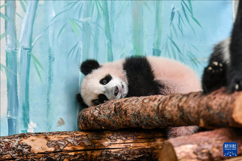 這是3月8日在俄羅斯莫斯科動物園拍攝的大熊貓“喀秋莎”。新華社記者 曹陽 攝