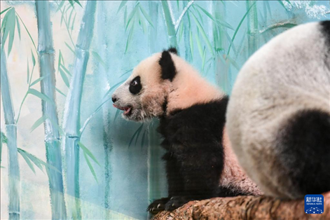 這是3月8日在俄羅斯莫斯科動物園拍攝的大熊貓“喀秋莎”。新華社記者 曹陽 攝