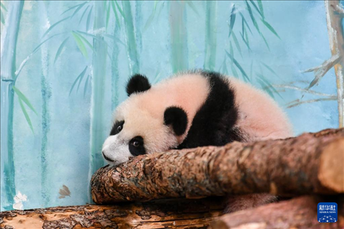 這是3月8日在俄羅斯莫斯科動物園拍攝的大熊貓“喀秋莎”。新華社記者 曹陽 攝