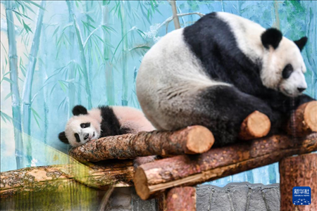 這是3月8日在俄羅斯莫斯科動物園拍攝的大熊貓“喀秋莎”（左）和媽媽“丁丁”。新華社記者 曹陽 攝