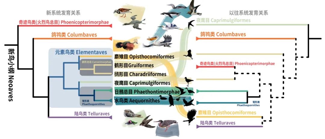 新鳥(niǎo)小綱主要類群的分類變動(dòng)。浙江大學(xué)供圖