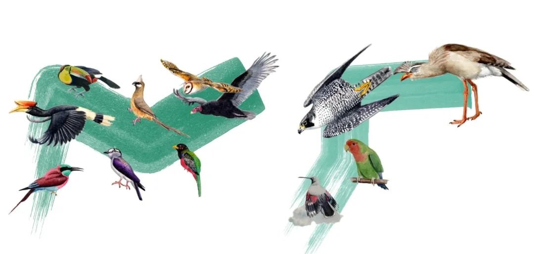 陸鳥(niǎo)類。浙江大學(xué)供圖