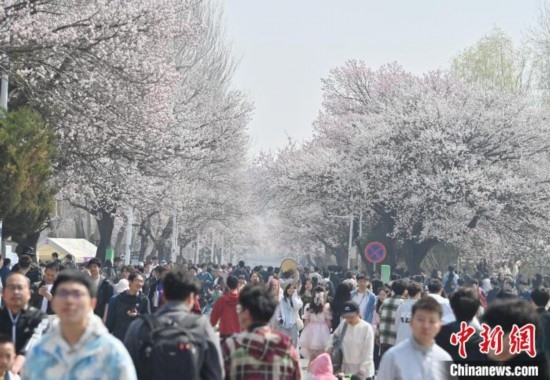 4月21日，大量游客來到吉林大學(xué)南嶺校區(qū)賞花。張瑤 攝