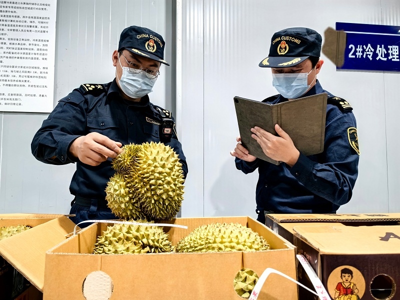 海關(guān)關(guān)員對中老鐵路裝載進境榴蓮進行查驗。黃中磊攝