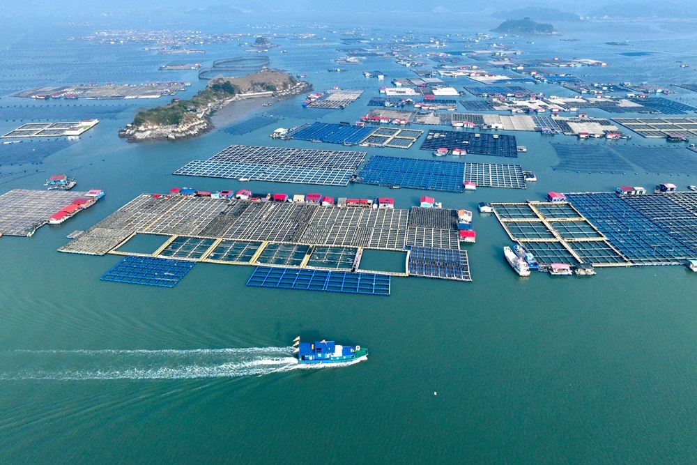 這是2024年1月11日拍攝的福建省寧德市霞浦縣海上養(yǎng)殖區(qū)（無人機照片）。新華社記者 姜克紅 攝