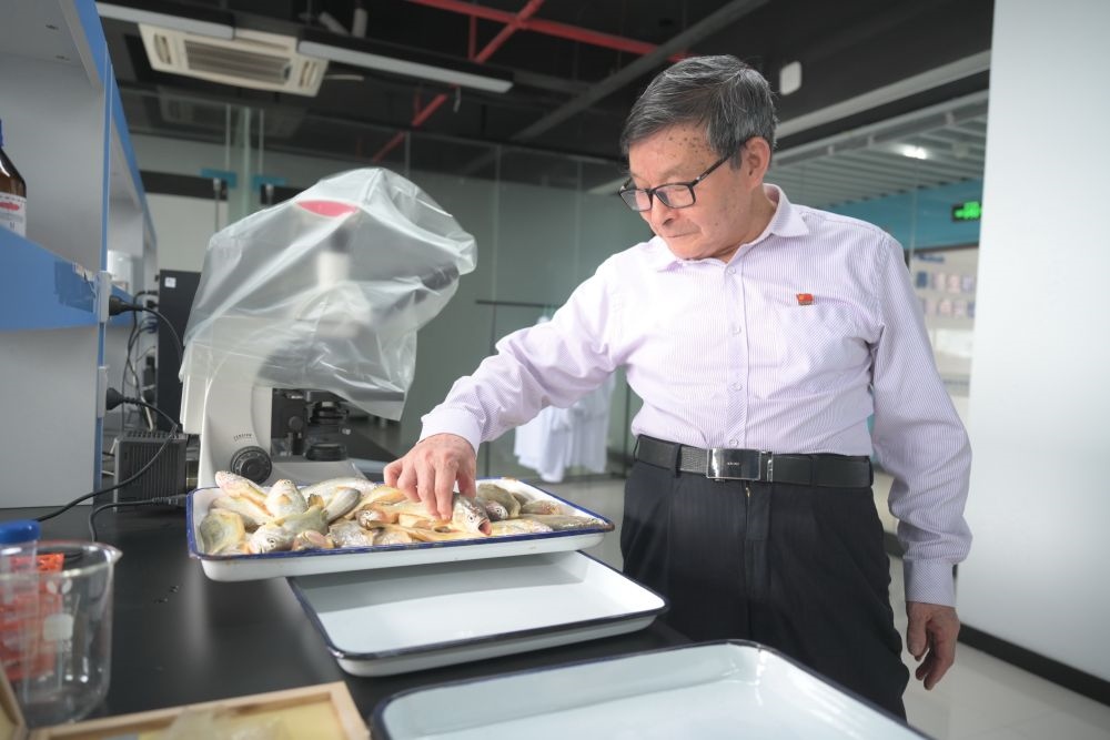 2024年5月8日，劉家富在位于福建省寧德市科技服務(wù)中心大樓的海水養(yǎng)殖生物育種全國重點實驗室了解大黃魚的培育情況。新華社記者 林善傳 攝