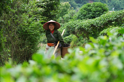 2024年4月24日，湖南省衡陽市耒陽市龍?zhí)伶?zhèn)江頭貢茶葉種植專業(yè)合作社，村民在茶山采摘茶葉，實(shí)現(xiàn)了家門口就業(yè)。