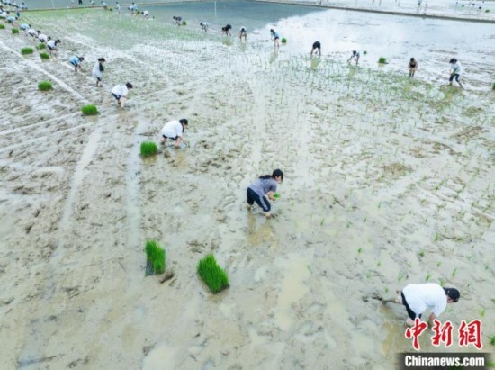 圖為5月21日，航拍綏陽縣旺草中學(xué)學(xué)生在旺草萬畝大壩體驗插秧。唐哲 攝