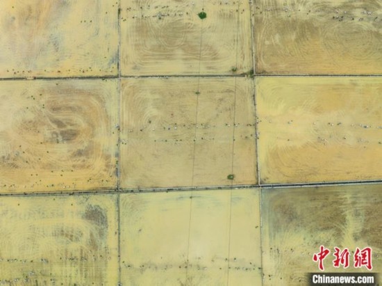 圖為5月21日，航拍綏陽縣旺草中學(xué)學(xué)生在旺草萬畝大壩體驗插秧。唐哲 攝