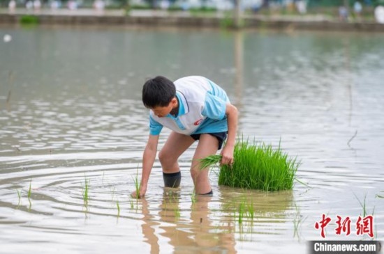 圖為5月21日，一名學(xué)生在綏陽縣旺草萬畝大壩體驗插秧。唐哲 攝