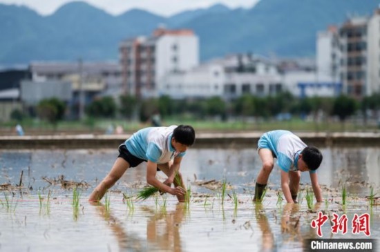 圖為5月21日，兩名學(xué)生在綏陽縣旺草萬畝大壩體驗插秧。唐哲 攝