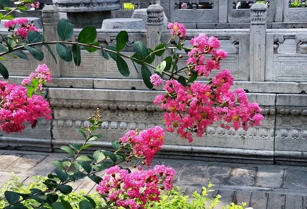 夏天的故宮一角。故宮博物院供圖