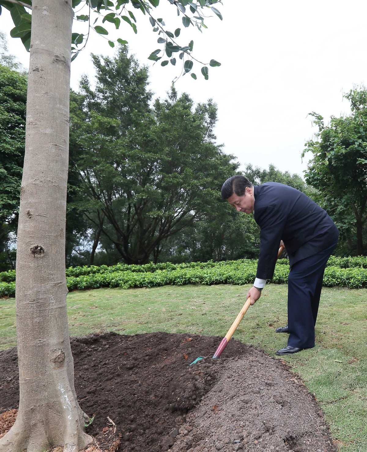 2012年12月8日，習(xí)近平在深圳蓮花山公園種下一棵高山榕樹。
