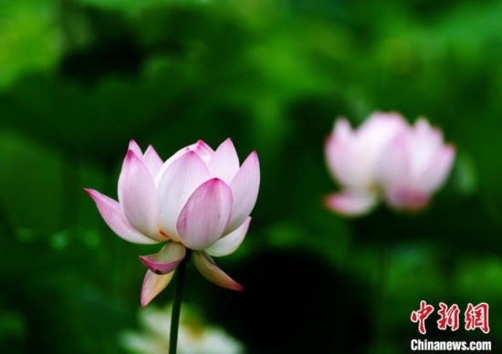 6月19日，時(shí)值一年畢業(yè)季，四川大學(xué)望江校區(qū)荷花池里的荷花盛開(kāi)，成為了畢業(yè)生們的打卡圣地，吸引了眾多畢業(yè)生拍照留念。圖為盛開(kāi)的荷花。中新社記者 安源 攝