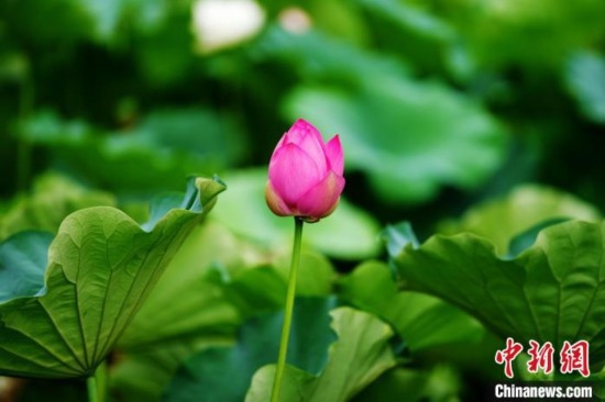 6月19日，時(shí)值一年畢業(yè)季，四川大學(xué)望江校區(qū)荷花池里的荷花盛開(kāi)，成為了畢業(yè)生們的打卡圣地，吸引了眾多畢業(yè)生拍照留念。圖為含苞待放的荷花。中新社記者 安源 攝