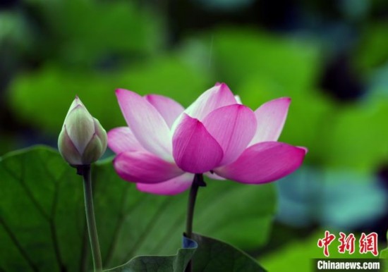 6月19日，時(shí)值一年畢業(yè)季，四川大學(xué)望江校區(qū)荷花池里的荷花盛開(kāi)，成為了畢業(yè)生們的打卡圣地，吸引了眾多畢業(yè)生拍照留念。圖為盛開(kāi)的荷花。中新社記者 安源 攝