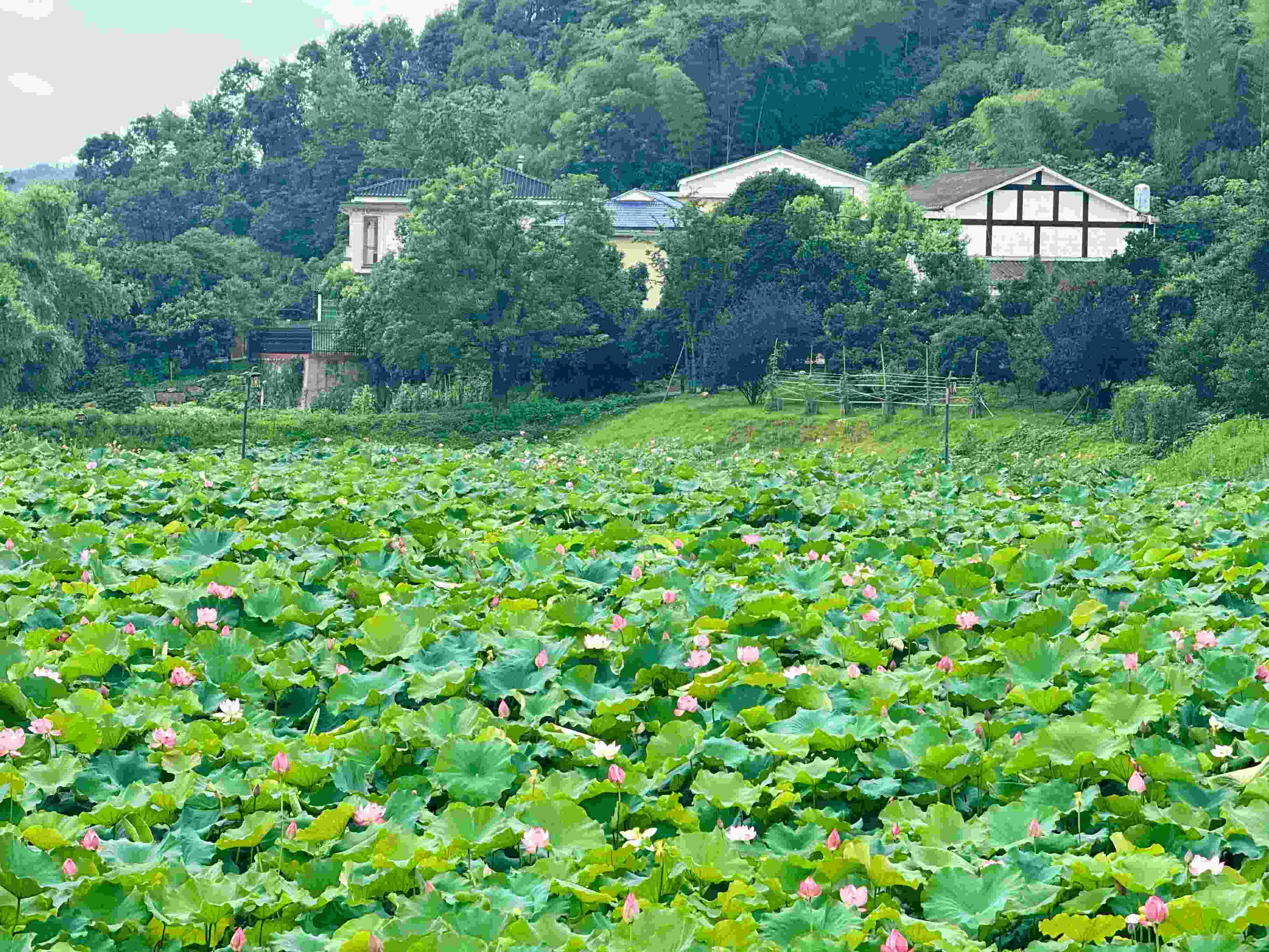 在湖南省益陽(yáng)市清溪村，滿池荷花競(jìng)相綻放。人民網(wǎng)記者 劉微攝