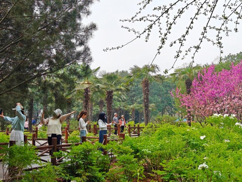 在河南省洛陽(yáng)市中國(guó)國(guó)花園，游客漫步花海、自拍留念。人民網(wǎng) 王雅蝶攝