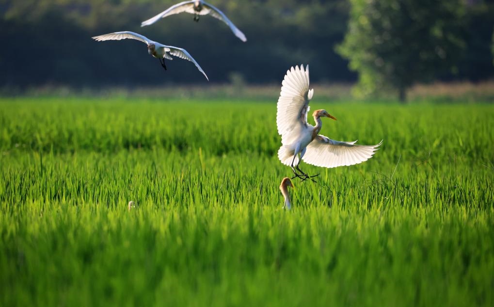 2023年8月7日，鷺鳥在山東省臨沂市郯城縣郯城街道水稻田間飛舞。新華社發(fā)（張春雷 攝）
