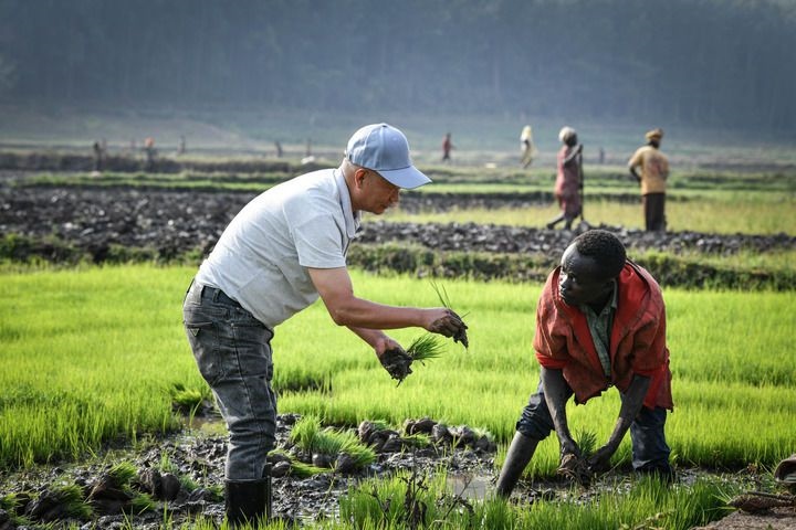 2024年8月14日，在盧旺達南方省胡耶區(qū)的中國援盧旺達農業(yè)技術示范中心，水稻專家鄭瑞金（左）在稻田里指導當地稻農進行秧苗移栽。新華社記者 韓旭 攝