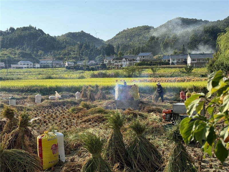 “豐收”是秋天的關(guān)鍵詞，田間煙火氣，最撫凡人心。打谷機、蛇皮袋、抱稻禾、捆秸稈……這是鄉(xiāng)土中國廣大農(nóng)村收割稻谷的經(jīng)典場景，也是不少干過農(nóng)活的人的獨家記憶。告別了打谷機，擁抱機械化，改變的是生產(chǎn)工具，不變的是三農(nóng)情懷。農(nóng)為邦本，本固邦寧，每一個親吻土地、珍惜糧食的日子都值得被尊敬，被緬懷，被憧憬?？疾靾F中的謝里克·科爾茹姆巴耶夫是《哈薩克斯坦實業(yè)報》的總編輯，也是一位“生活觀察家”，田間里揮汗收割的村民引起了他的興趣，他感嘆道：人們勞作的過程總是令人賞心悅目。這就是中外共鳴的“鄉(xiāng)愁”吧。 （烏茲別克斯坦《人民言論報》副總編輯魯斯蘭·肯扎耶夫攝）