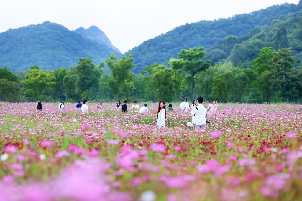 6月8日，游人在浙江省杭州市西湖區(qū)雙浦鎮(zhèn)銅鑒湖畔的花海中游覽。新華社發(fā)（周方玲 攝）