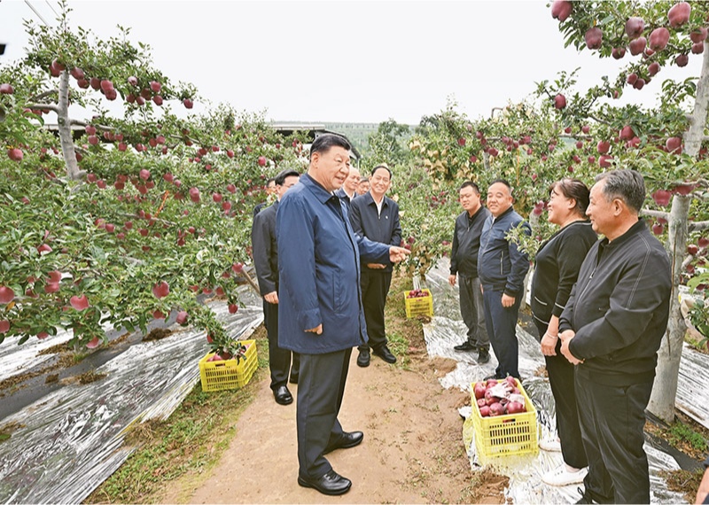 2024年9月10日至13日，中共中央總書記、國家主席、中央軍委主席習(xí)近平在甘肅考察。這是11日上午，習(xí)近平在天水市麥積區(qū)南山花牛蘋果基地考察時，走進果林了解相關(guān)種植、技術(shù)和管理情況。 新華社記者 謝環(huán)馳/攝