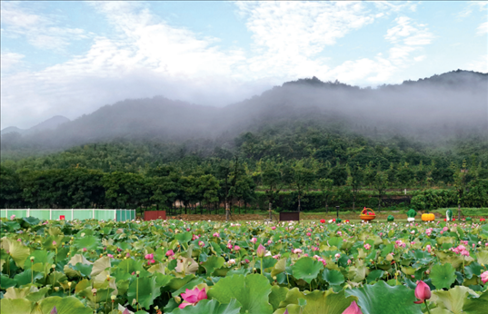 余村荷花池景色秀美。