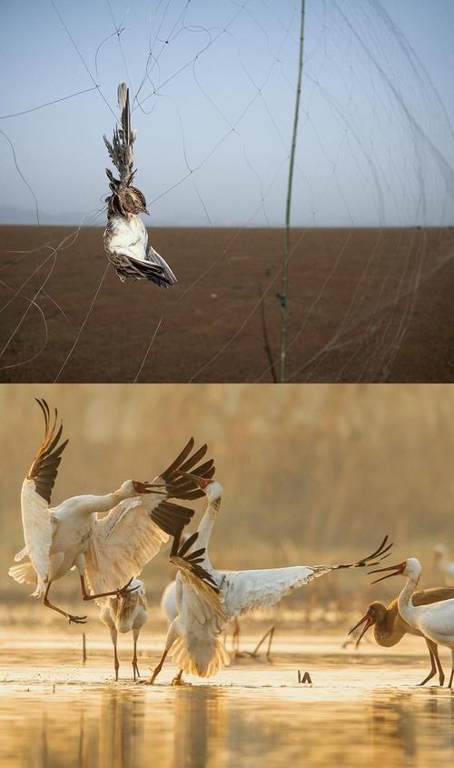 拼版圖片：圖為2011年和2023年鄱陽湖區(qū)的變化，曾經(jīng)湖區(qū)內(nèi)分布有捕鳥網(wǎng)，如今人與自然和諧共生的理念深入人心。攝影：傅建斌 周海燕 制作：賈稀荃