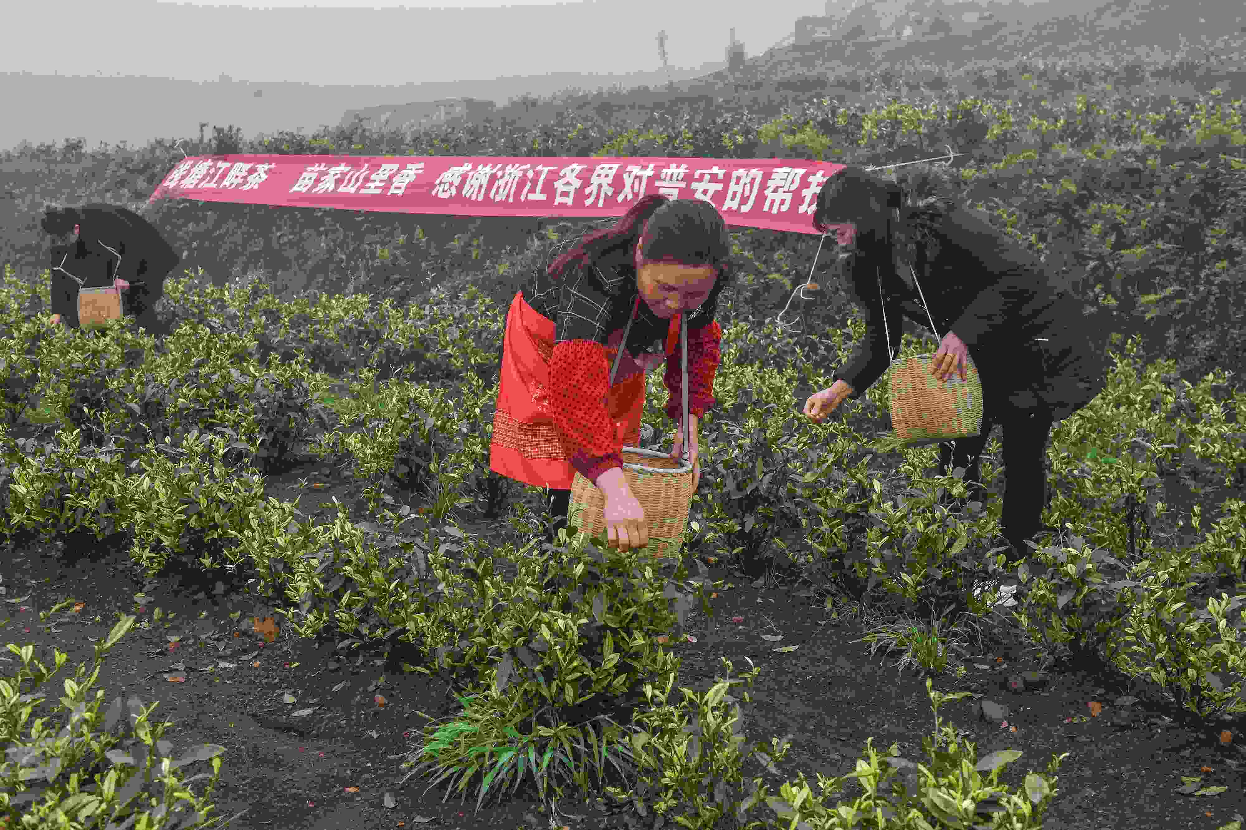 2021年4月14日，工人在貴州省黔西南州普安縣地瓜鎮(zhèn)屯上村“白葉一號(hào)”感恩茶園采茶。這片茶園由浙江省安吉縣捐贈(zèng)。
