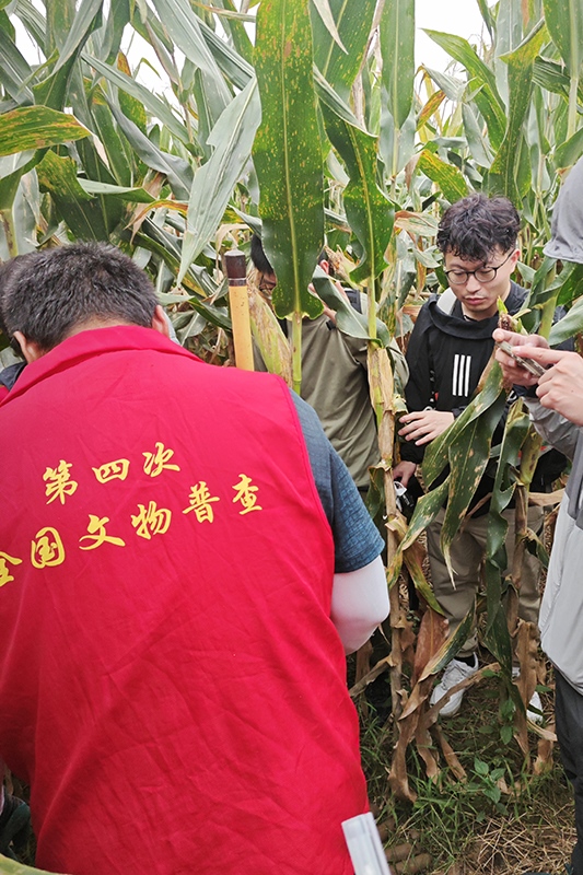 普查隊(duì)員正在使用探鏟進(jìn)行探測(cè)。中國(guó)文物報(bào)供圖