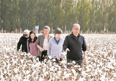 李召虎團(tuán)隊(duì)成員在棉田了解試驗(yàn)情況。 受訪單位供圖