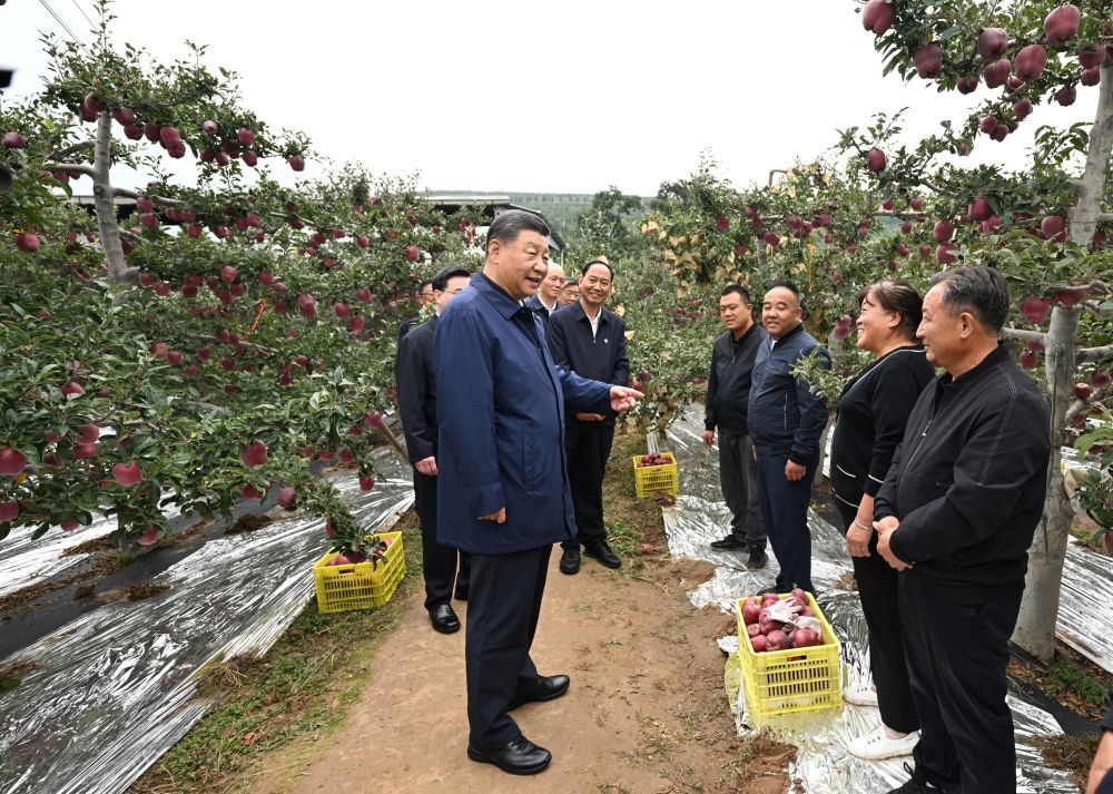 2024年9月11日，習(xí)近平在甘肅省天水市麥積區(qū)南山花牛蘋果基地考察時(shí)，走進(jìn)果林了解相關(guān)種植、技術(shù)和管理情況。習(xí)近平指出：“經(jīng)過70多年培育發(fā)展，花牛蘋果品牌更響亮了。要加強(qiáng)品種保護(hù)和培育，優(yōu)化種植方式，創(chuàng)新營銷模式，把這個(gè)特色產(chǎn)業(yè)做得更大，帶動(dòng)更多群眾增收致富?！? width=