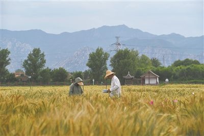 圖為中國農(nóng)業(yè)大學師生在該校上莊實驗站開展小麥育種工作。馬文哲攝