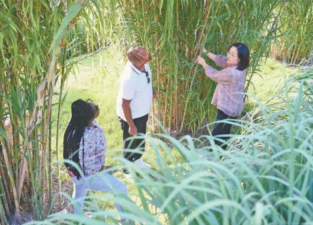 福建農(nóng)林大學國際菌草工程技術(shù)研究中心工作人員（右）在向盧旺達留學生介紹菌草品種“綠洲1號”蘆竹的生長情況。新華社記者 林善傳 攝