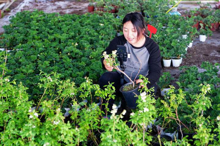 2024年4月27日，在山東省惠民縣姜樓鎮(zhèn)立冉果蔬種植合作社，工作人員在直播賣藍莓苗。新華社記者 郭緒雷 攝