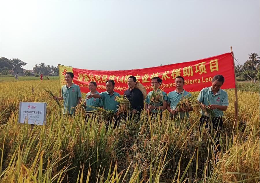 中國駐塞拉利昂大使王擎和援塞農(nóng)業(yè)專家組合影。中國援塞農(nóng)業(yè)專家組供圖
