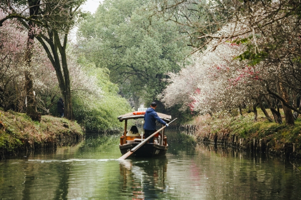 杭州西溪濕地，河岸梅花盛開。圖片來源：視覺中國(guó)