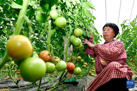 3月13日，在菏澤市鄆城縣張營街道，農(nóng)民在設(shè)施大棚里打理西紅柿。
