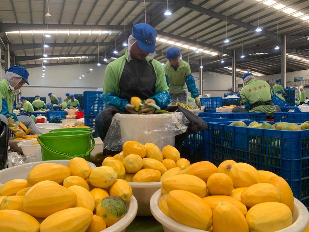 2023年3月7日，工作人員在柬埔寨磅士卑省的中寶（柬埔寨）食品科技有限公司處理芒果。自區(qū)域全面經(jīng)濟(jì)伙伴關(guān)系協(xié)定（RCEP）生效實(shí)施以來(lái)，柬埔寨的農(nóng)產(chǎn)品正在更加便利地進(jìn)入中國(guó)市場(chǎng)。
