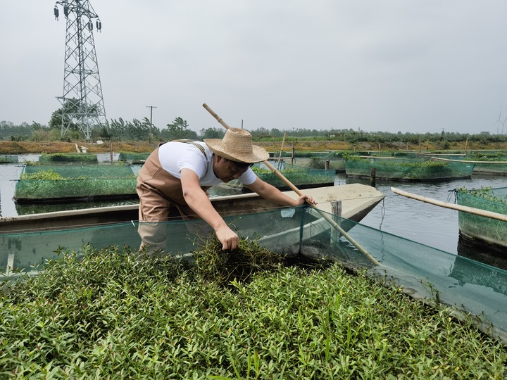 陳樹在湖北省仙桃市剅河鎮(zhèn)余腦村黃鱔繁育基地觀察黃鱔長勢。新華社記者宋立崑 攝